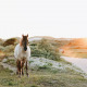 Paarden